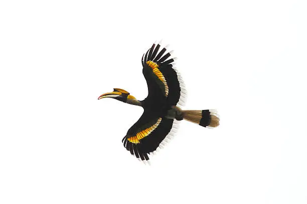 Great Hornbill (Buceros bicornis) on white background