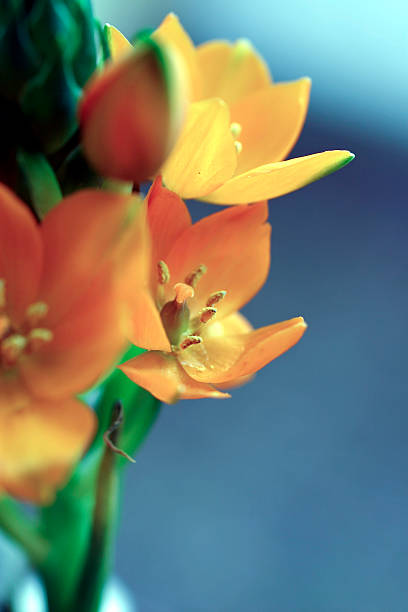 istock Orange lily close up - Ornithogalum dubium 182669502