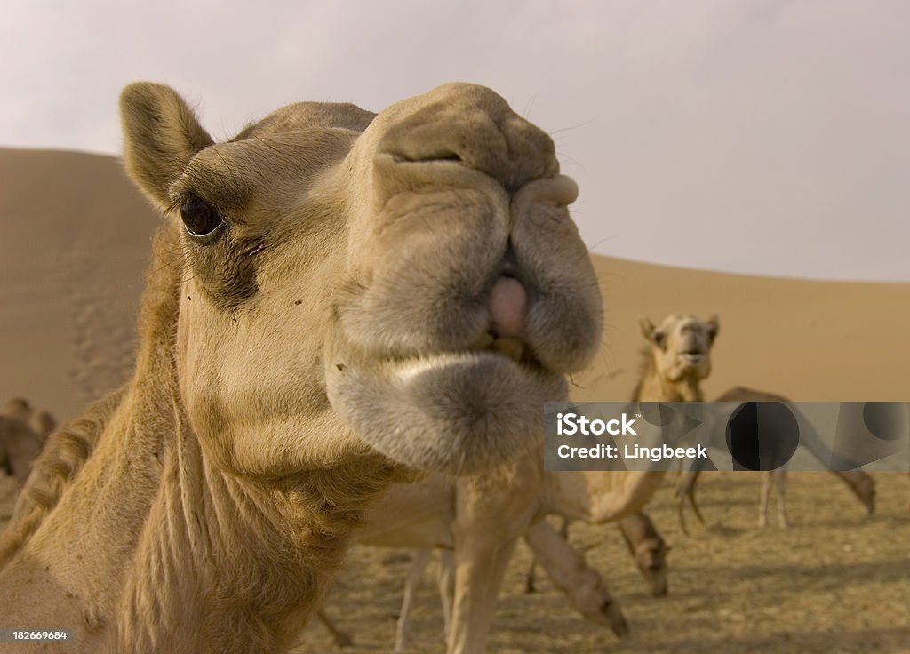 close-up ampio angolo girato su un cammello camelfarm - Foto stock royalty-free di Abu Dhabi