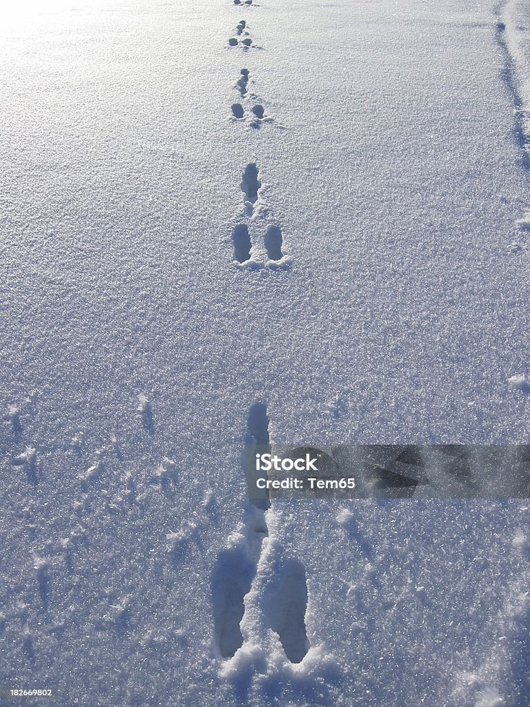 Hare tracks Tracks from a hare that jumped by. Animal Stock Photo