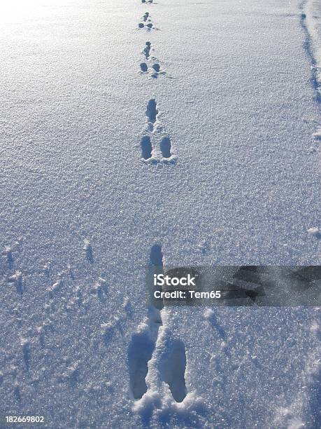 Hare Tracks Stock Photo - Download Image Now - Animal, Animal Body Part, Concepts