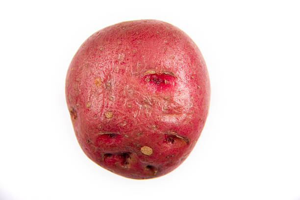 czerwony ziemniak - red potato raw potato isolated vegetable zdjęcia i obrazy z banku zdjęć