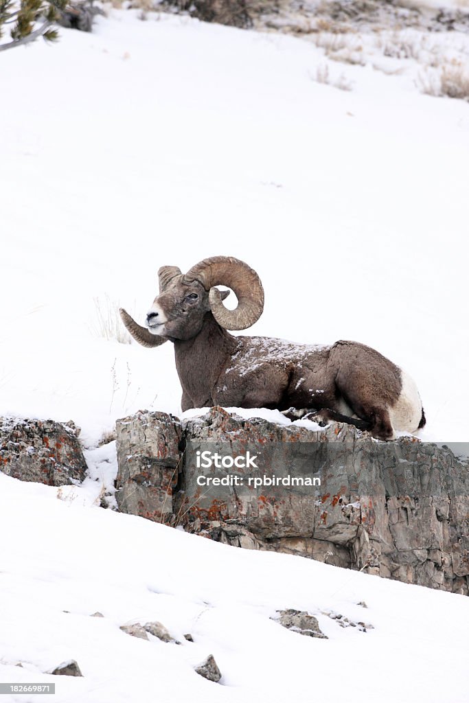 Mouflon des Rocheuses - Photo de Animal mâle libre de droits