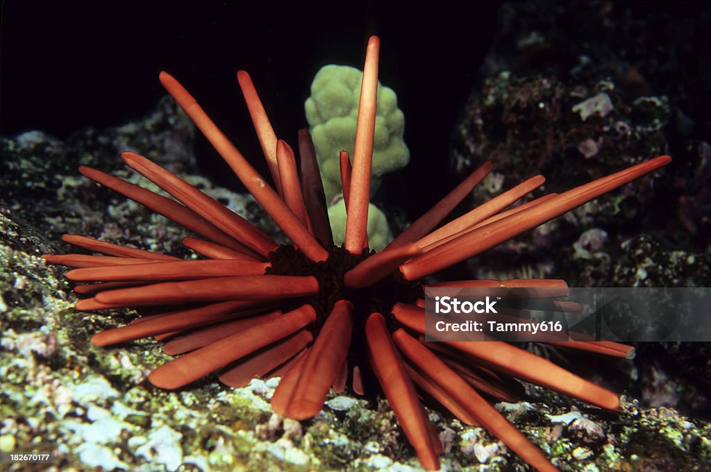 Ołówek Sea Urchin - Zbiór zdjęć royalty-free (Bez ludzi)