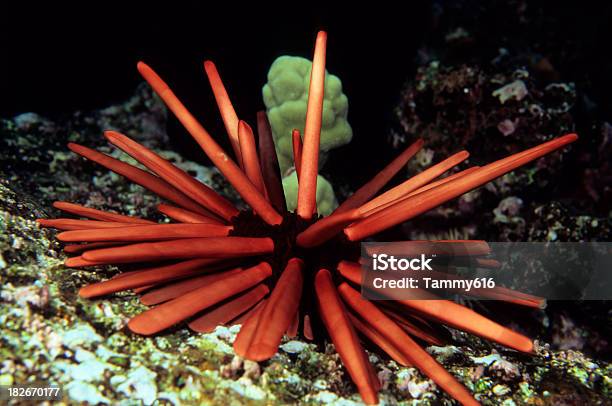 Ołówek Sea Urchin - zdjęcia stockowe i więcej obrazów Bez ludzi - Bez ludzi, Bliskie zbliżenie, Czerwony