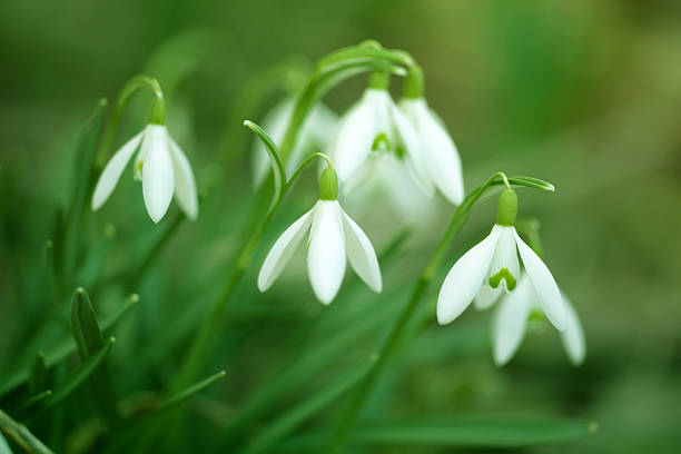 istock Snowdrops - First Flower of Spring 182670209