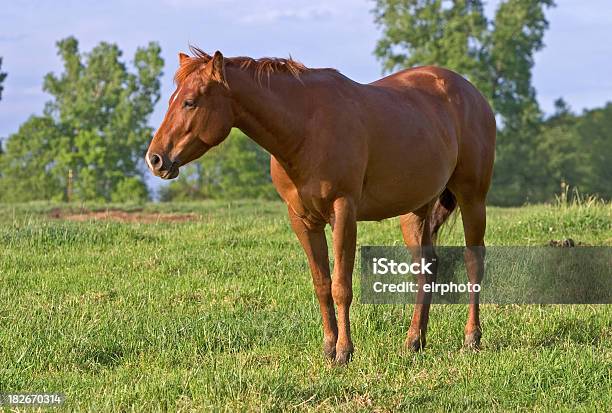 Tired Mare Stock Photo - Download Image Now - Animal Dung, Horse, Animal