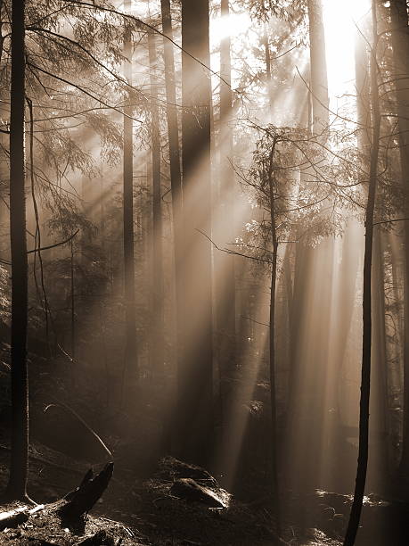 istock Shower Of Sunbeams In The Forest 182670409