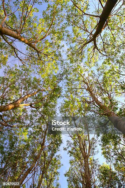 Foto de Olhando Para Cima Poplar Árvores e mais fotos de stock de Choupo - Choupo, Primavera - Estação do ano, Alto - Descrição Geral