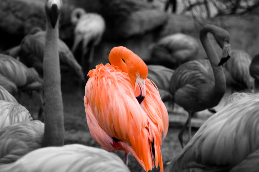 color flamingo against black and white crowd of other flamingos