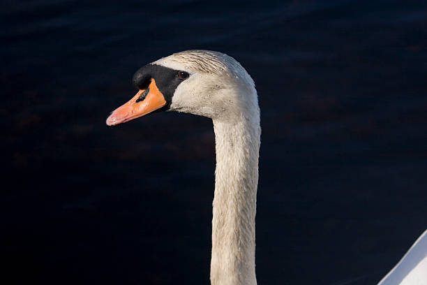 Swans head in pond stock photo