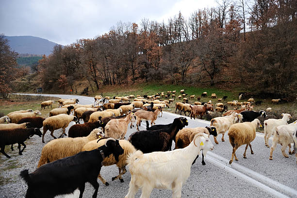 Sheep and Goats crossing road stock photo