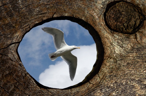 A seagull flying by is framed by a knothole in an old cedar fence.