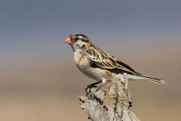 istock Red Billed Finch 182671088
