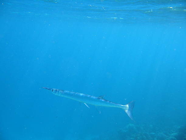 istock fish in the sea 182671195