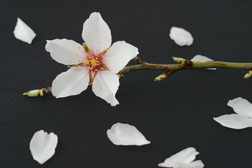 Flower of Almond tree and white petals on black background