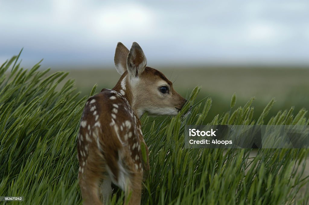 Bambi mirar atrás - Foto de stock de Cervato libre de derechos