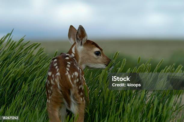 Bambi Mirar Atrás Foto de stock y más banco de imágenes de Cervato - Cervato, Alerta, Animal