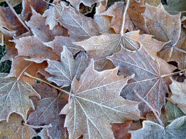 frozen leaves #2 stock photo