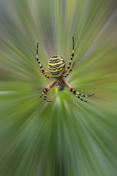 Aranha  - foto de acervo