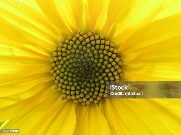 Yellow Flower Mandala Stock Photo - Download Image Now - Mandala, Sunflower, Gold Colored