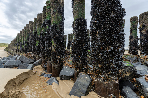 mussels on a wooden groyne on the beach in Vlissingen, Zeeland, Netherlands