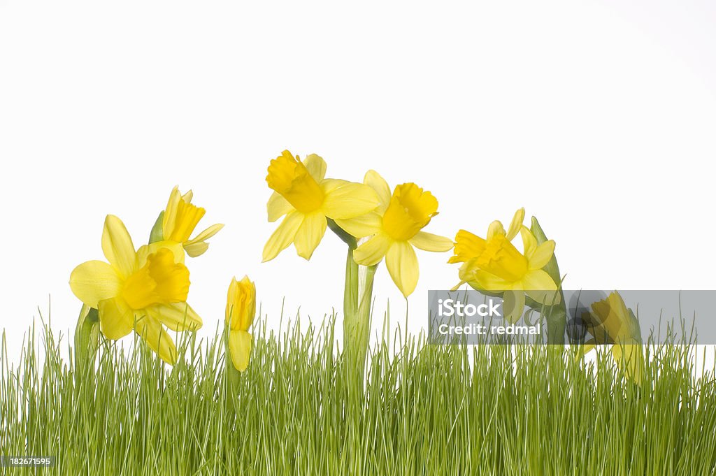 Easter lily and grass Easter lily and grass on white background Backgrounds Stock Photo