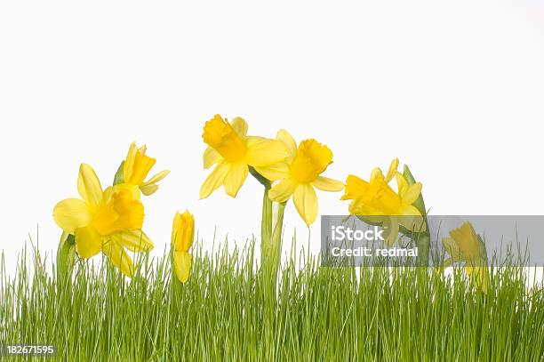 Easter Lily And Grass Stock Photo - Download Image Now - Backgrounds, Celebration Event, Concepts