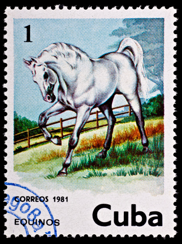 Used Postage Stamp With White Horse Picture on Black