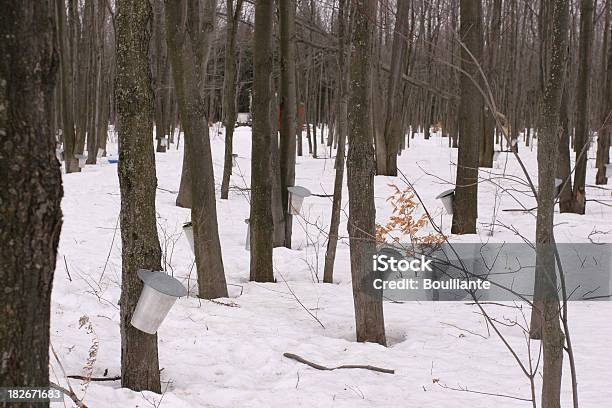 Spring Tradition Stock Photo - Download Image Now - Bush, Maple Syrup, Bucket