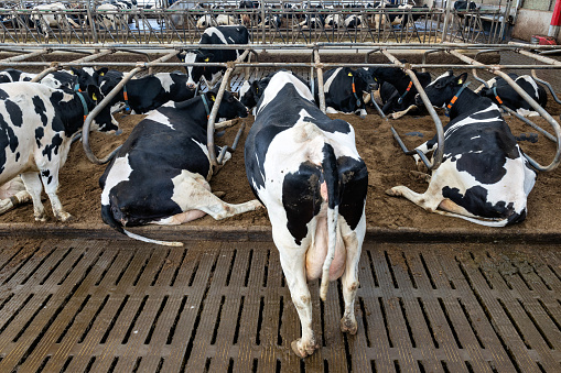 dairy cows in modern cowshed