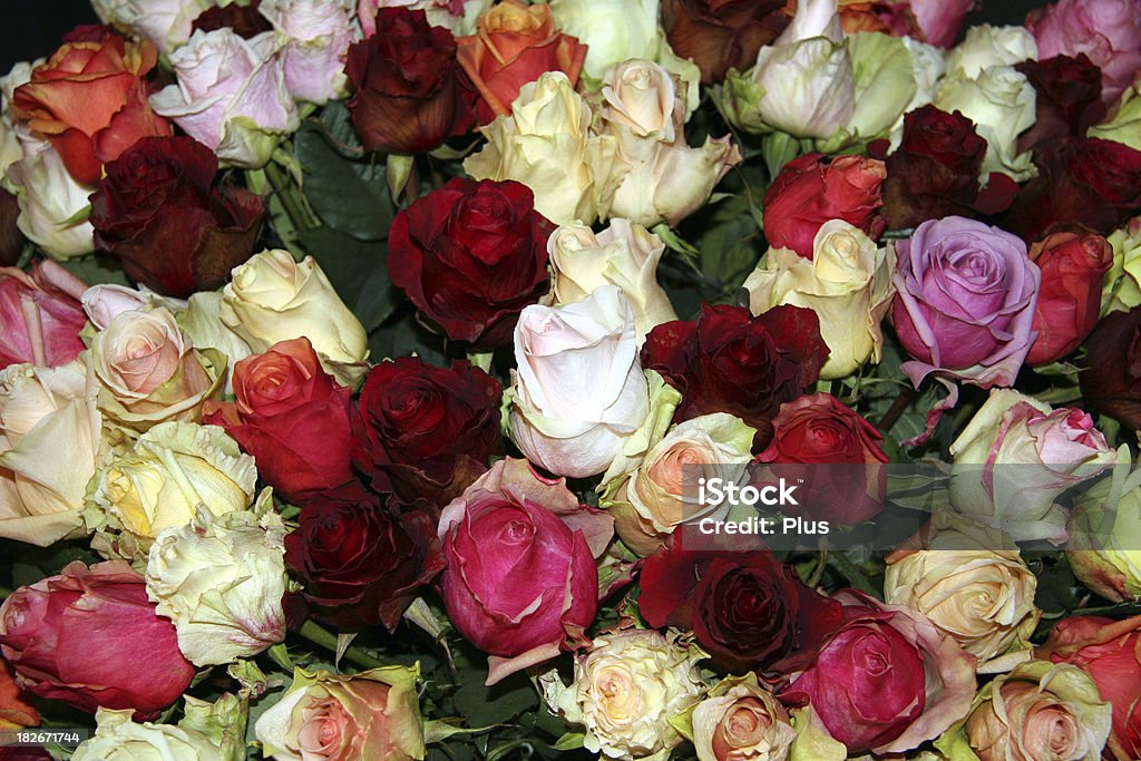 Устлана розами, разные цвета - Стоковые фото Без людей роялти-фри
