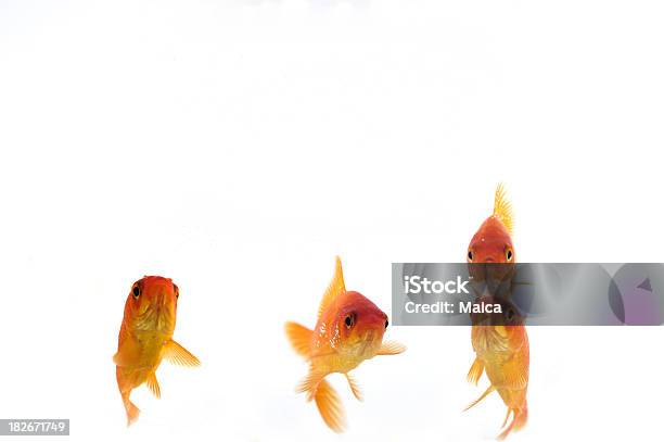 Золотая Рыбка — стоковые фотографии и другие картинки Белый - Белый, Белый фон, В воздухе