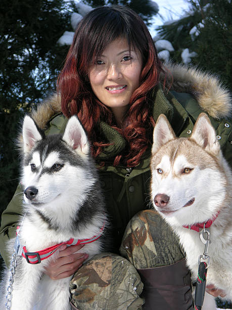 Attractive Chinese woman with the huskies stock photo