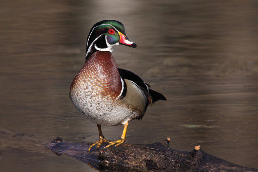 male woodduck