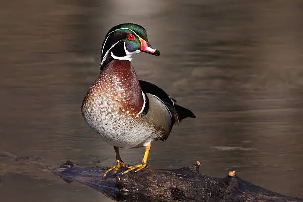 male woodduck