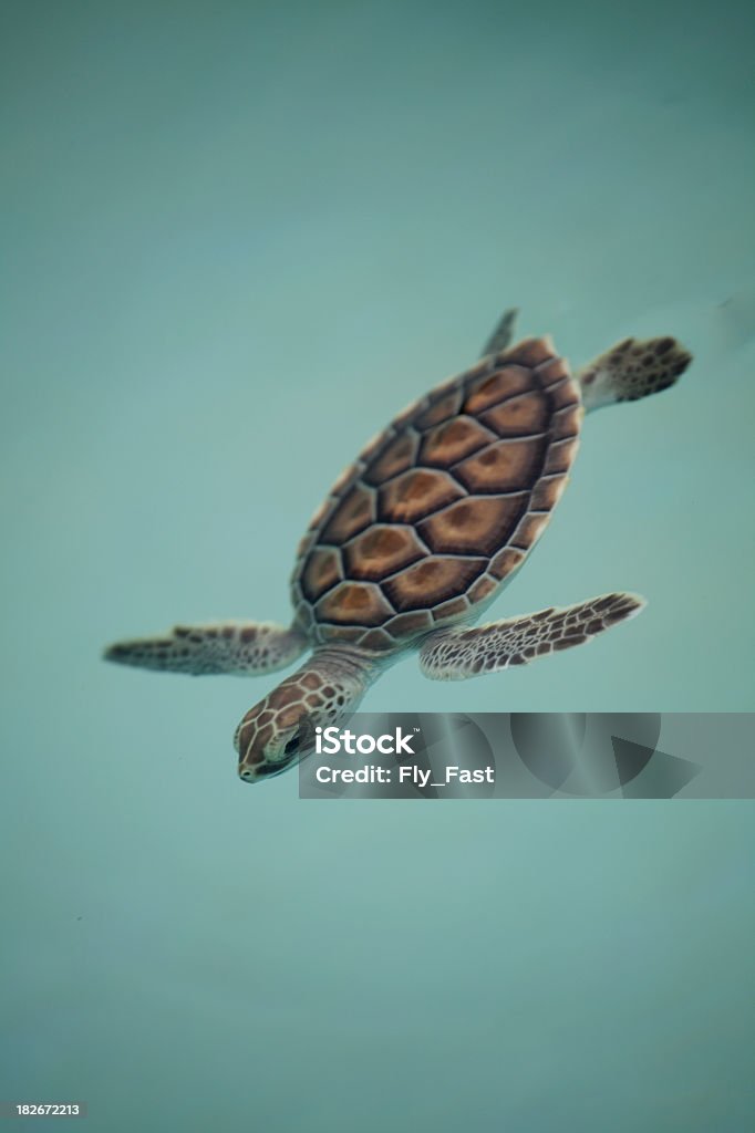 Baby Meeresschildkröten - Lizenzfrei Echte Karettschildkröte Stock-Foto