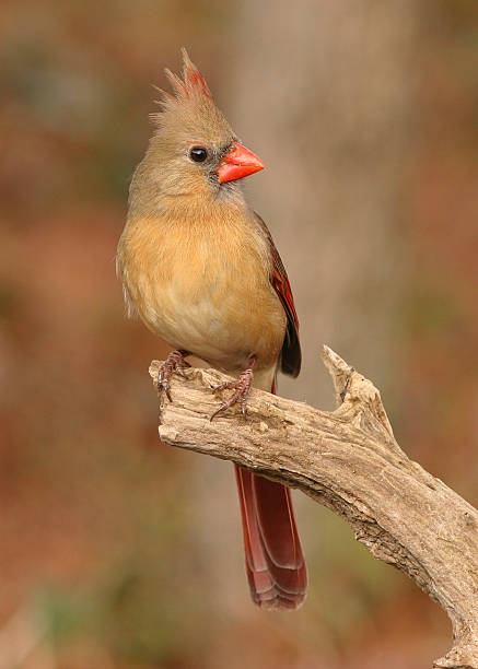 istock Female Northern Cardinal 182672237