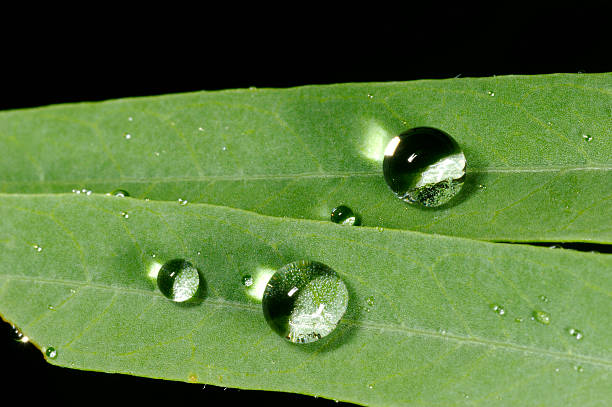 Drops on Leaf Drops on Leaf stetner stock pictures, royalty-free photos & images