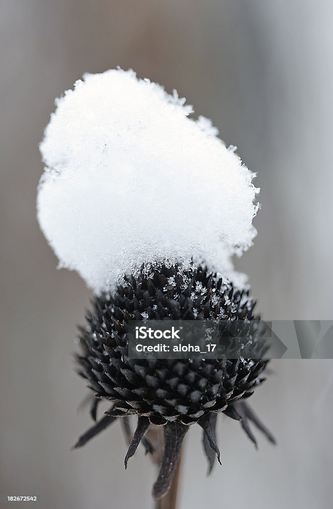 Cardo Snowcovered - Royalty-free Ao Ar Livre Foto de stock