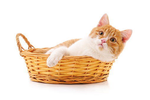 Kitten in a basket isolated on a white background.