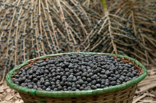The açaí palm is a species of palm tree in the genus Euterpe cultivated for their fruit and superior hearts of palm. Global demand for the fruit has expanded rapidly in recent years, and açaí is now cultivated for that purpose primarily. The closely-related species Euterpe edulis (jucara) is now predominantly used for hearts of palm.