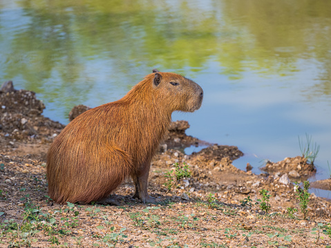 A lone capybara in profile sits by the water in the Pantanal.