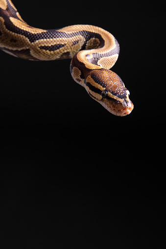 Python Photo Cut Out A Scary Ball Python On A Black Background Stock Photo - Download Image ...