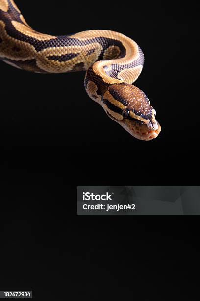 Piłka Python - zdjęcia stockowe i więcej obrazów Wąż - Wąż, Pyton królewski, Neutralne tło