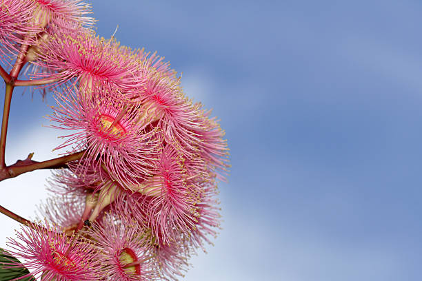 pink wattle stock photo