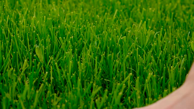 hand on the lawn grass. Selective focus. nature.