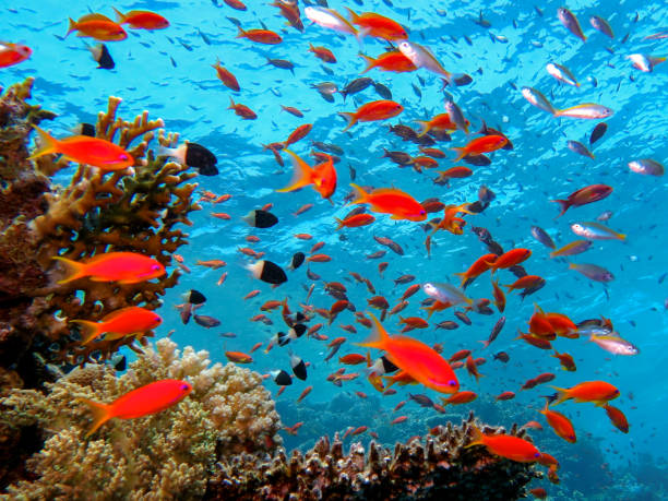istock The magic of the Red Sea 1826731844