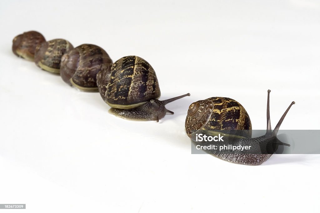 Caracol familia - Foto de stock de Actividad libre de derechos