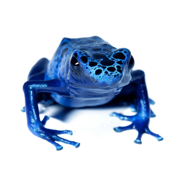 Blue Frog. stock photo